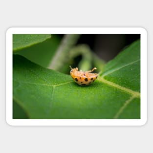 A silly 28-spotted potato ladybird rolled onto its back Sticker